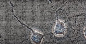 Как общаются нейроны в голове человека?