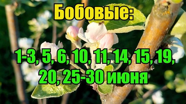 КОГДА СЕЯТЬ и САЖАТЬ ДЛЯ БОЛЬШОГО УРОЖАЯ! Лунный посевной календарь на ИЮНЬ 2023