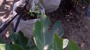 IMAG0015Созревание инжира Ред израиль и Сан педро черный  в контейнере  конец Августа  2022г