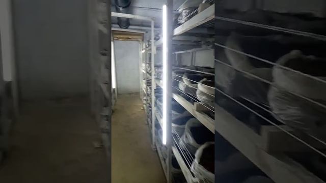 QUZIQORIN BIZNESI, OYIGA 3 000 $ SOF FOYDA смотреть онлайн