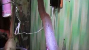 Адениум Арабикум, я не ожидала что так получиться!!!!!!!