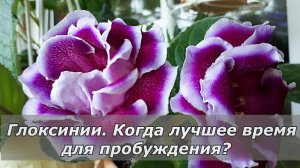 Глоксинии. Лучшее время для пробуждения