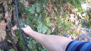 УХОД ЗА ВИНОГРАДОМ В СЕНТЯБРЕ.Vselennaya uvlecheniy