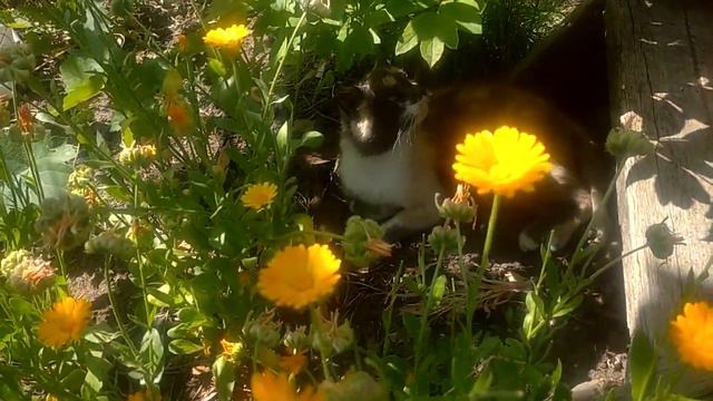 Прячемся от жары. Схованка укрытие Опаньки.