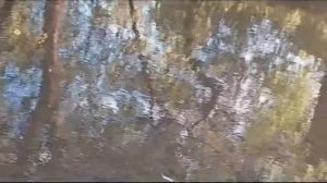 Расскажу про экологию Туманский Глеб го Долгопрудный МАОУ гимназия №13