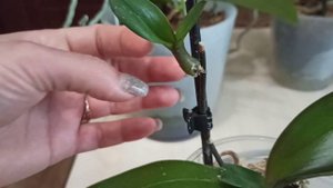 Нарастим корни деткам?! Детки на цветоносах в разных условиях