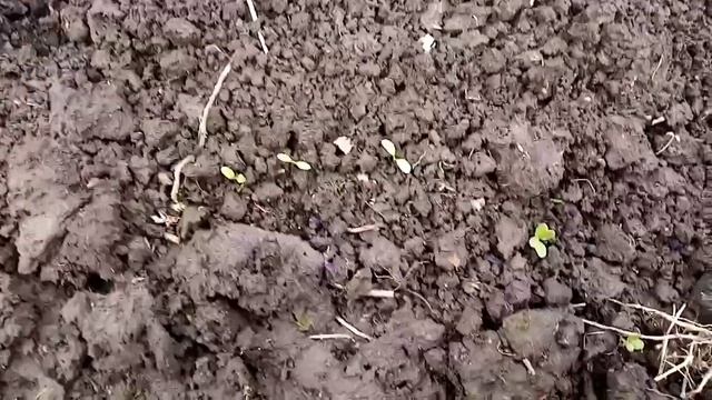 Что посеять в апреле в открытый грунт. Обзор холодостойкой рассады