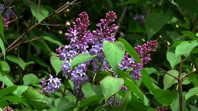 ЛИКУЕТ ПРИРОДА. смотреть онлайн