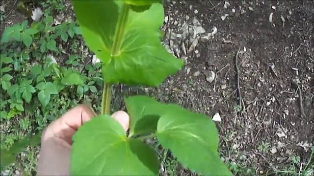 Съедобные растения. Смирния пронзённолистная / Smyrnium perfoliatum смотреть онлайн