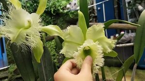 Cattleya digbyana vs Golf Green