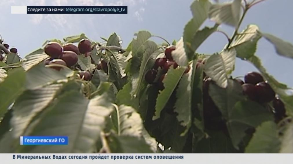 Уборка черешни стартовала на Ставрополье
