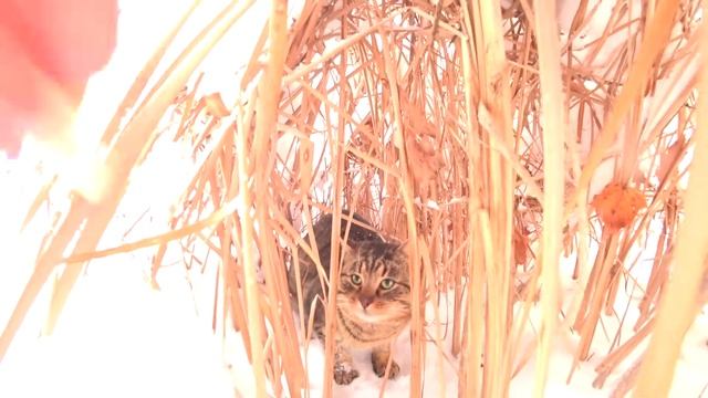 камышовый кот из соседних дач reed cat from neighboring cottages смотреть онлайн