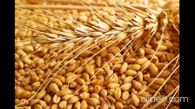 Определение зараженности и поврежденности зерна вредителями