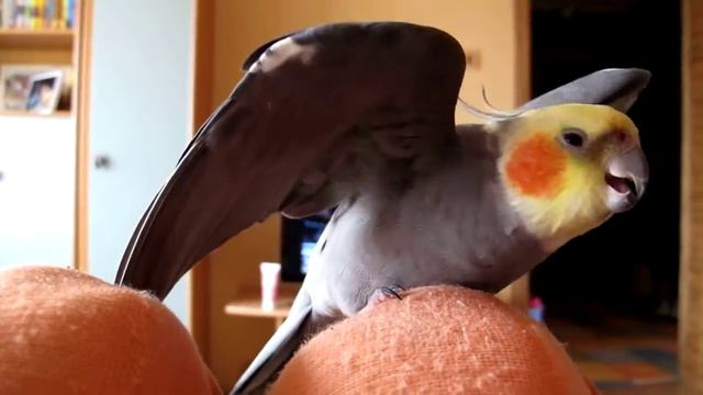 Мартин и его Бой с тенью. Martin the cockatiel shakes his head and wings смотреть онлайн