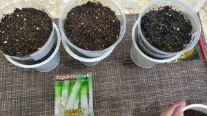 Cею лук эксибишен и лук порей Карантанский