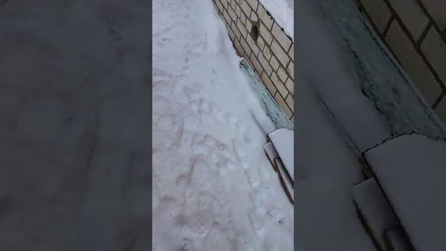 прогулка кошки Василисы и Шарика Василиса идет домой