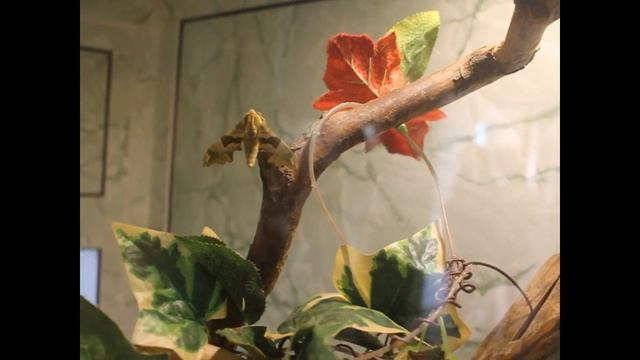 Редкие виды бабочек в гродненском зоопарке смотреть онлайн