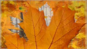 ?#Осень? ?Листик красный листик жёлтый?