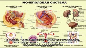 Причины жжения у мужчин в области половых органов