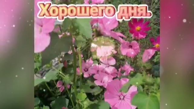 Хорошего Дня и Отличного Настроения! Самое Красивое Пожелание Удачного Дня! Открытка Хорошего Дня