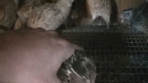 Мини ферма перепелов на дачи