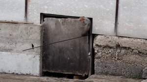 История про смелого Бельчонка.