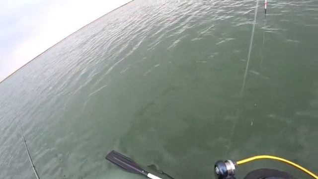 Ловля сазана на удочку на озере. смотреть онлайн