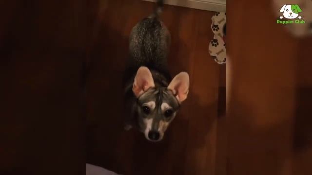 Husky Corgi Mix Breeder Video Compilation смотреть онлайн