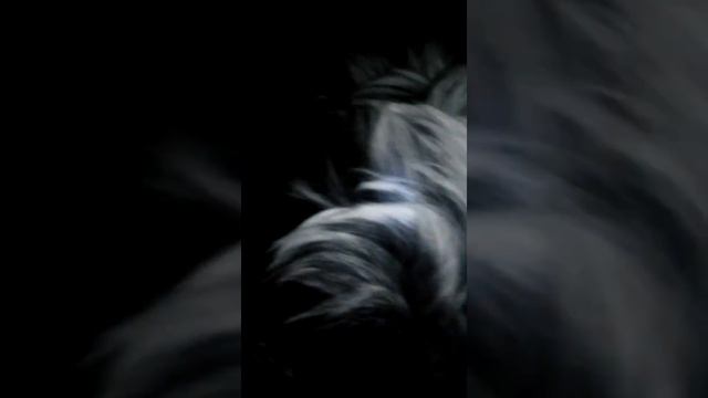 Моя собака манюня