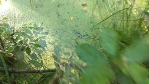 Разведение щуки в лесной речушке.