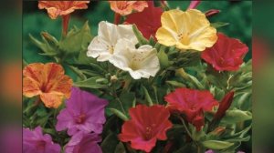 Мирабилис - вечерний аромат вашего сада