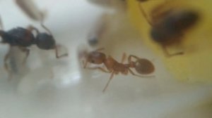 Myrmica Rubra. Как там Рыжие Кусаки?