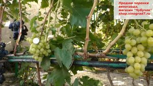 Виноград КИШМИШ ЛЮЧИЯ -  посажен за изумительный вкус ягод, кишмиш 1 класса бессемянности.