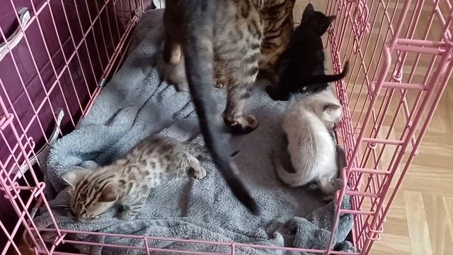 F6 Savannah kittens exploring their new room & visited by Bengal family. SS040921 Lucky13wildcats 🍀 смотреть онлайн