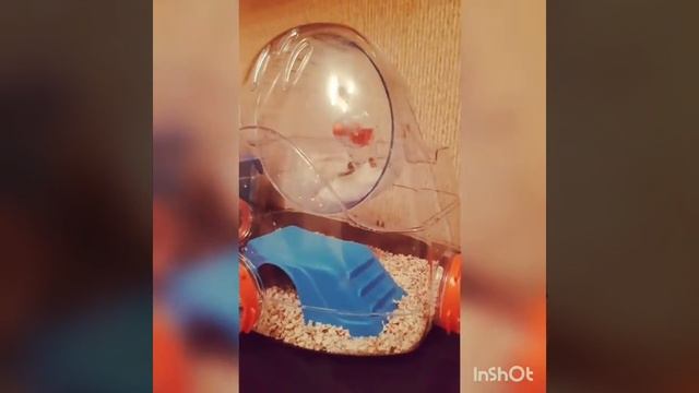 Джунгарики забавные