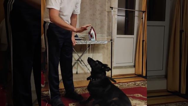 Дрессировка собаки
