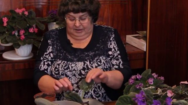 Дачные секретики  "Сенполия".