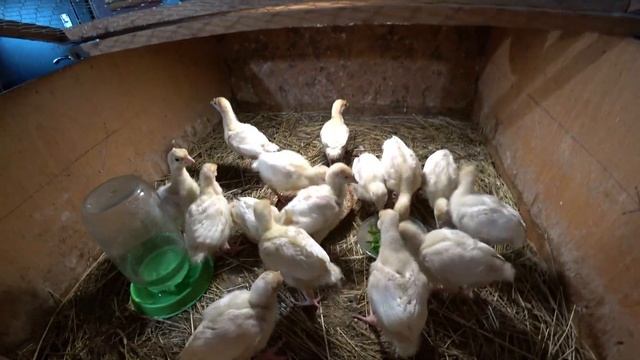 Как вырастить бройлерных индюков с нуля? смотреть онлайн