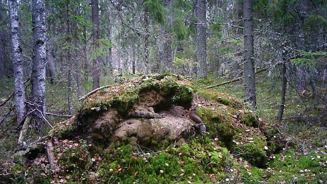 Обыкновенная белка обследует выворотень_ФГБУ Нижне-Свирский заповедник