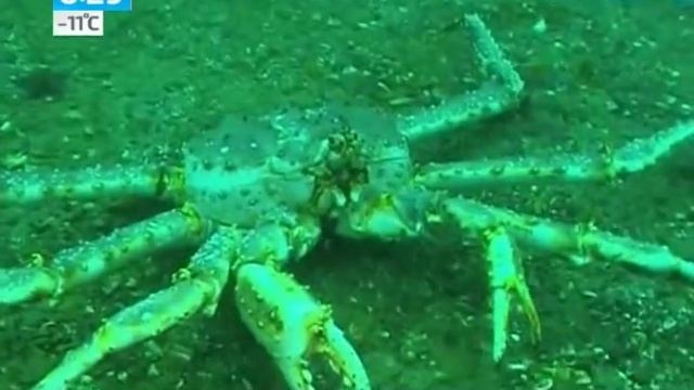 Нашествие камчатского краба