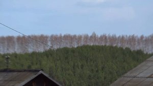МОТОБЛОК, МБ-75 что за дичь такое. ВИДЕО ИЗ ПРОШЛОГО