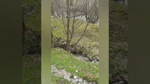 Село Квасы в Ясинянской поселковой общине Раховского района Закарпатской области Украины