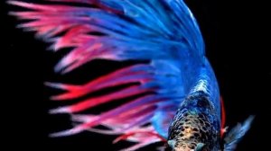 Аквариумная рыбка сиамский петушок (Betta splendens)