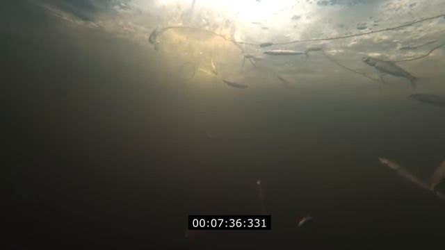 КАК ВЫГЛЯДИТ УСТАНОВЛЕННАЯ СЕТЬ ПОЛНАЯ РЫБЫ?! смотреть онлайн