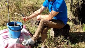 Саженец Винограда - Цитронный Магарача   Выращенный в Ведре