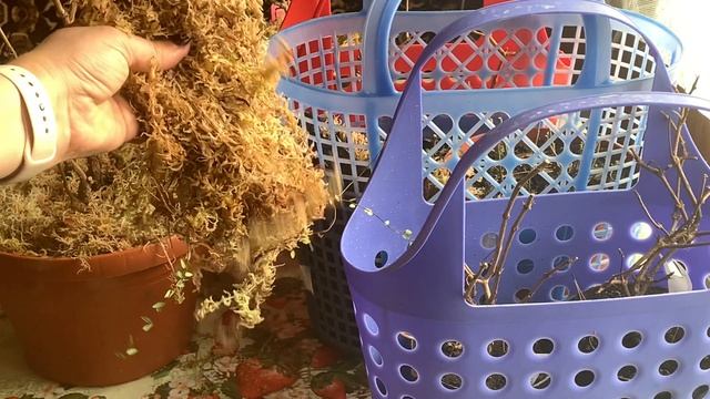 КАК СОХРАНИТЬ ЗИМОЙ гортензию, фуксию, хризантему мультифлору. Советы и опыт смотреть онлайн