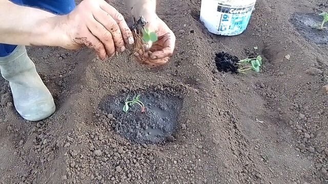 Клубника "Мальга" ремонтантная. Высаживаем в грунт. смотреть онлайн