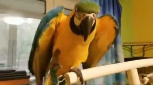 Попугай Ара В Эфире