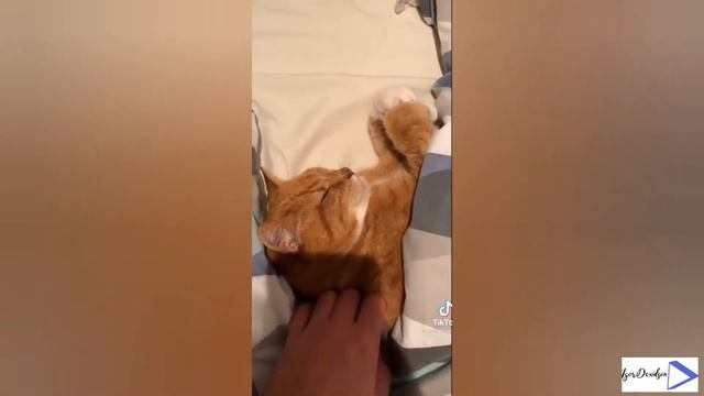 СМЕШНЫЕ ЖИВОТНЫЕ. КОШКИ #1 | Постарайся не засмеяться | Funny Animals | Cats | Лучшие видео. Веst | смотреть онлайн