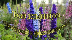 Посев дельфиниума - самый простой и эффективный способ